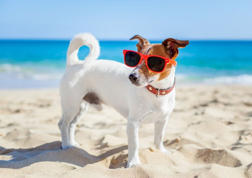 Dog Friendly Beaches near Orlando to Enjoy with your Pup this Summer