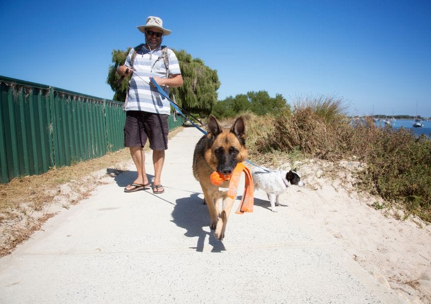 Dog Friendly Beaches near Orlando to Enjoy with your Pup this Summer