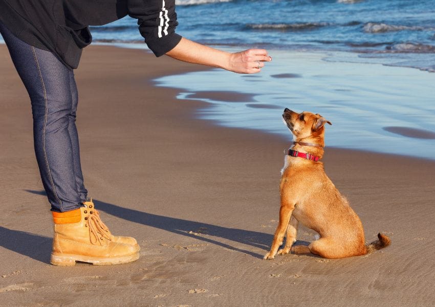 Dog Friendly Beaches near Orlando to Enjoy with your Pup this Summer