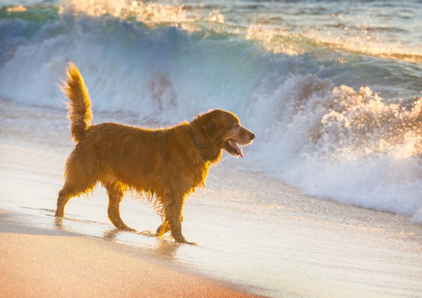 Dog Friendly Beaches near Orlando to Enjoy with your Pup this Summer ...