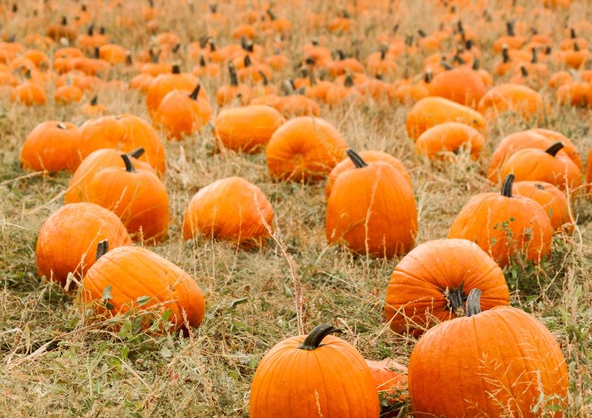 Pumpkin Patches in Houston You Have to Experience | UNATION