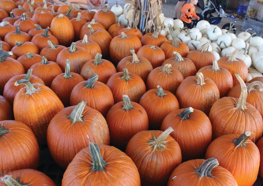 10+ Best Pumpkin Patches in Jacksonville UNATION