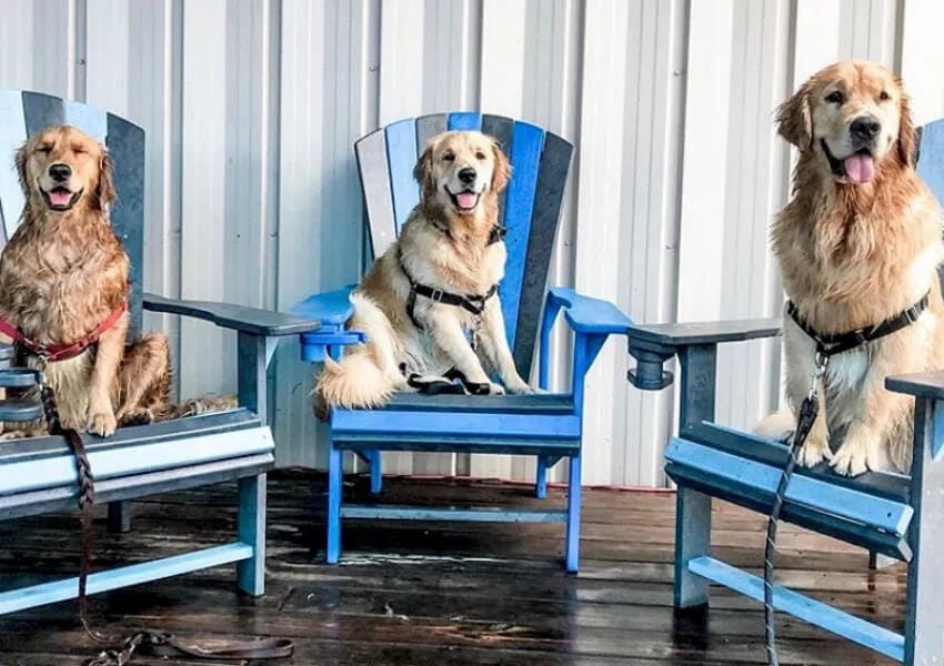 breweries in tampa bay dog-friendly pup furry