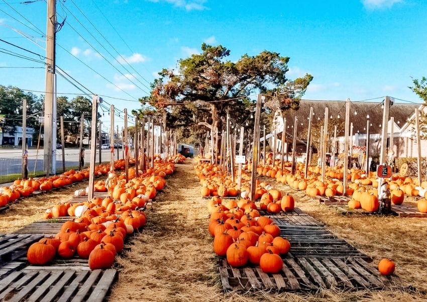 10+ Best Pumpkin Patches in Jacksonville UNATION