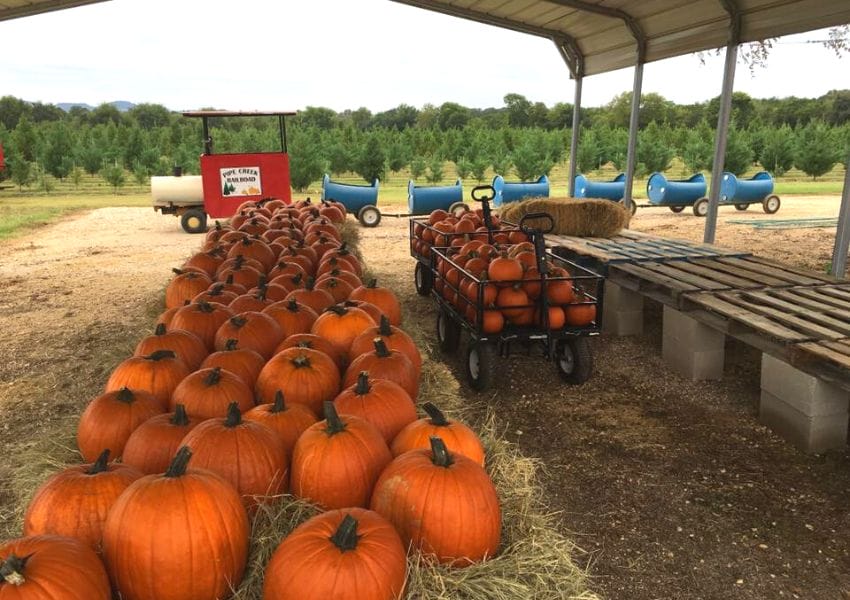 Festive Pumpkin Patches in San Antonio You Need To See
