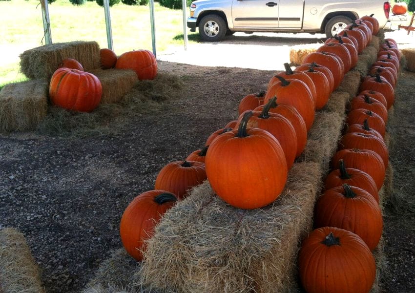 Festive Pumpkin Patches in San Antonio You Need To See
