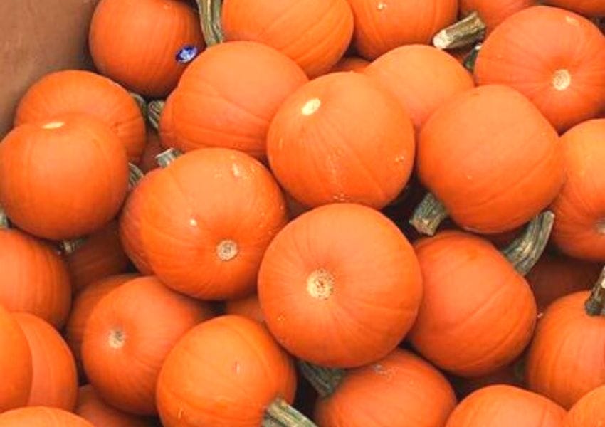 Festive Pumpkin Patches in San Antonio You Need To See