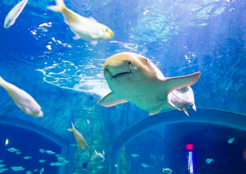 Big 3 Things to Do at SeaWorld during Your Next Visit