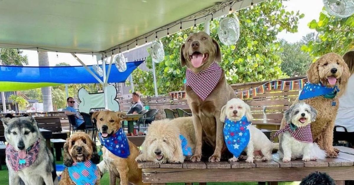 11 Great Dog Parks in Tampa Bay - Westchase WOW
