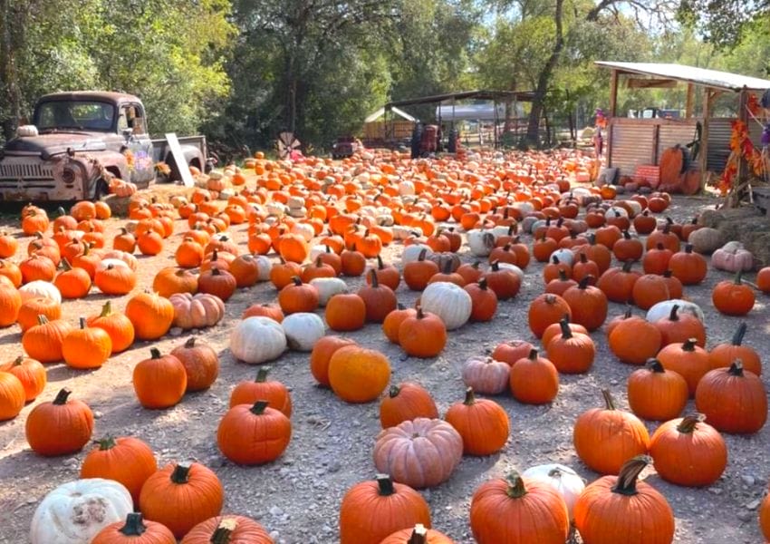 Festive Pumpkin Patches in San Antonio You Need To See