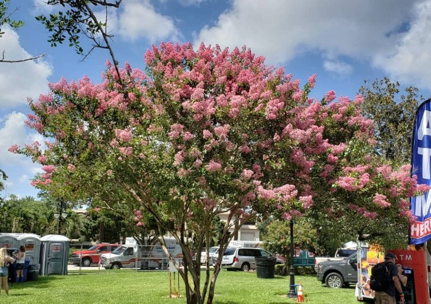 cheap things to do in tampa bay - straub park