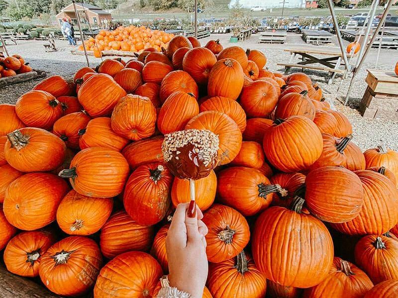 Celebrate the Season with these Fall Festivals in Pittsburgh