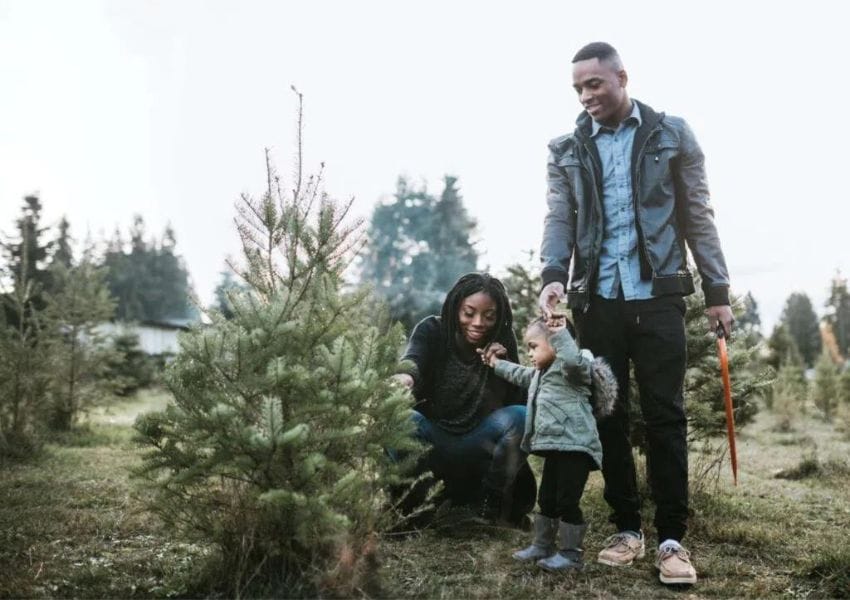 Where to Find a Fresh Christmas Tree