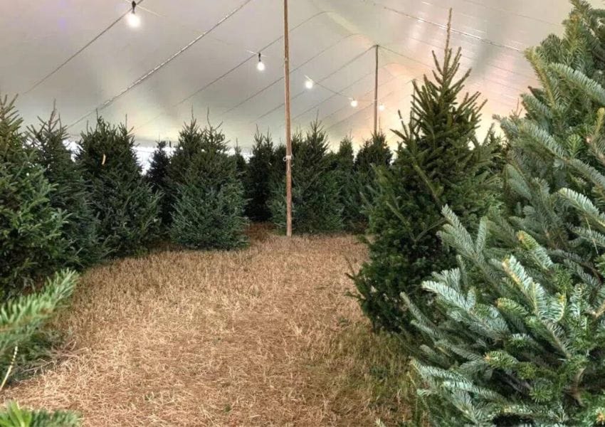 Where to Find a Fresh Christmas Tree