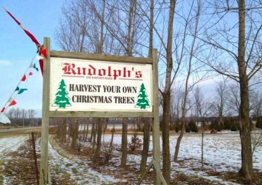 Where to Find a Fresh Christmas Tree