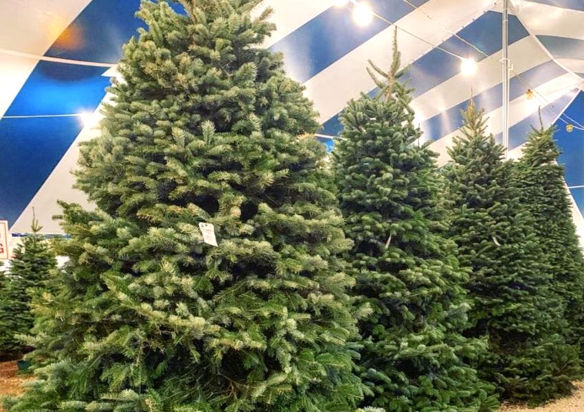 Ultimate Guide to the Holidays in San Antonio UNATION