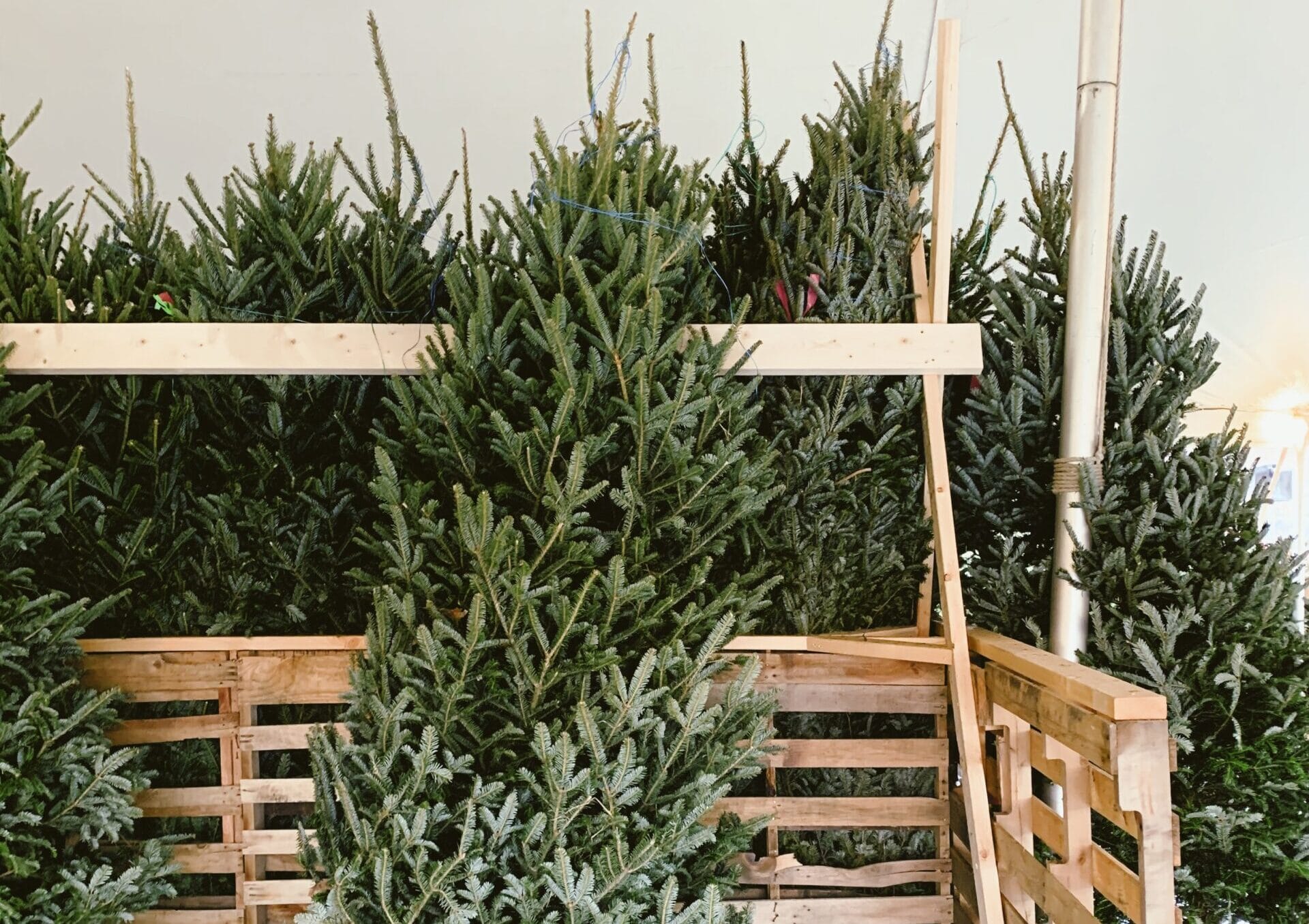 Christmas Trees: My Favorite Picks This Season — Kayla Haven