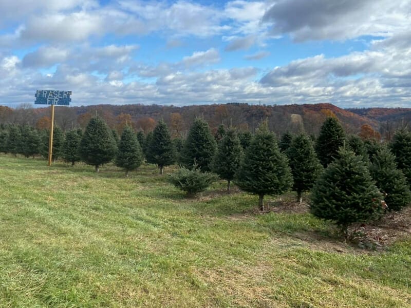 A Guide to the Best Christmas Tree Farms in Pittsburgh!