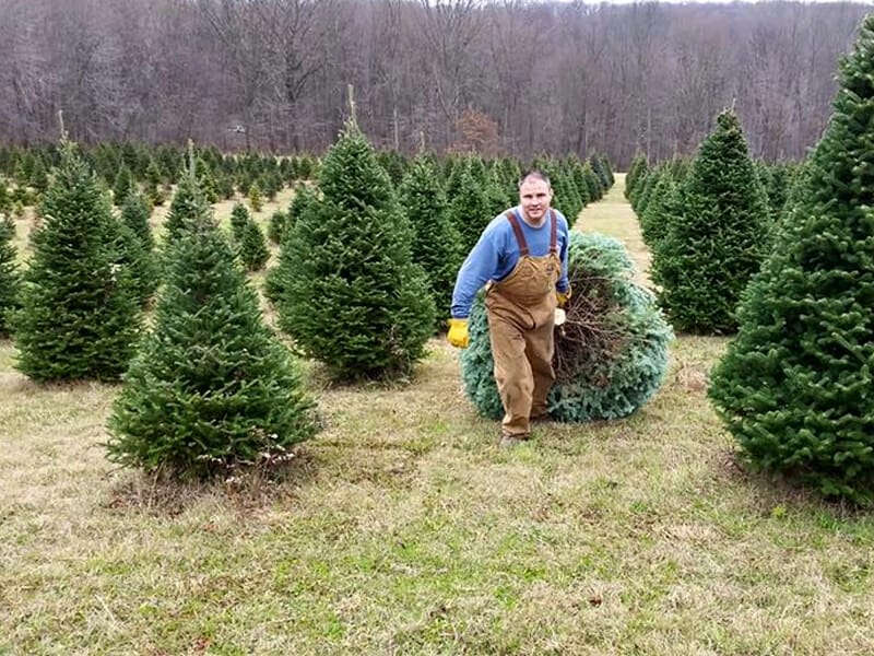 A Guide to the Best Christmas Tree Farms in Pittsburgh! UNATION