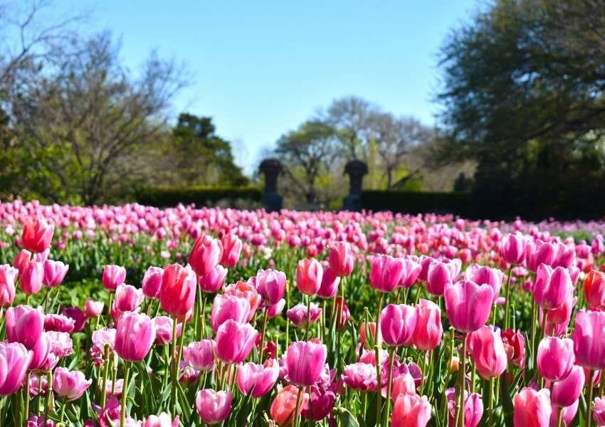 fun stuff to do in Dallas