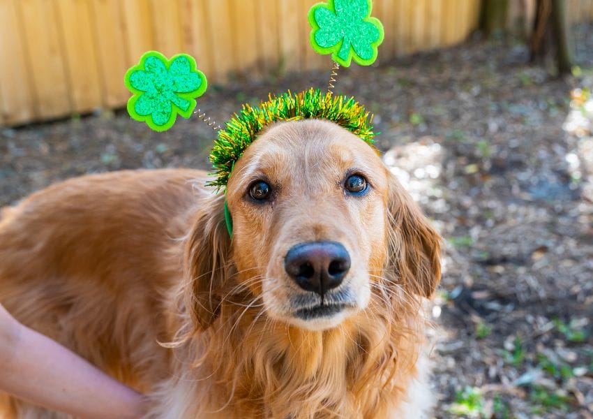 st. patrick's day in tampa bay