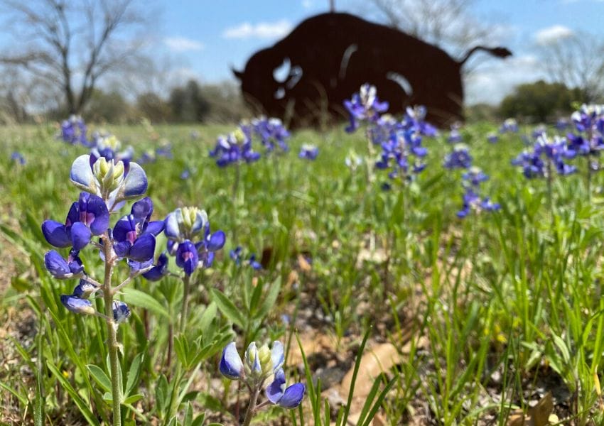 bluebonnet