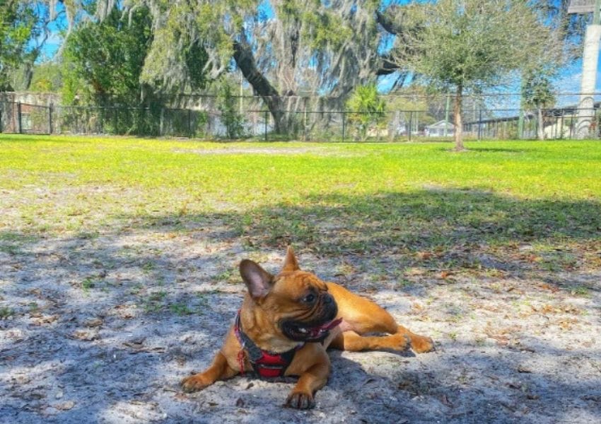 best dog parks in tampa bay - angus goss dog park