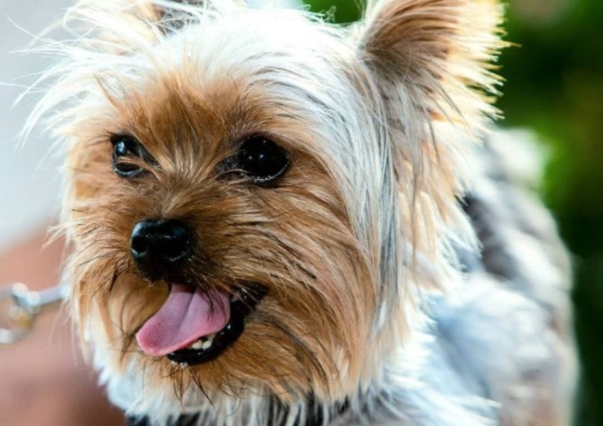best dog parks in tampa bay - barking lot at sparkman wharf