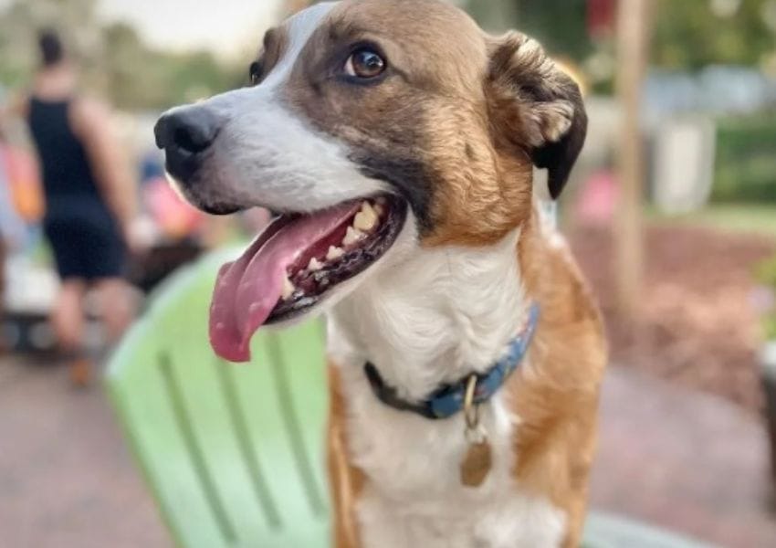best dog parks in tampa bay - hair of the dog park