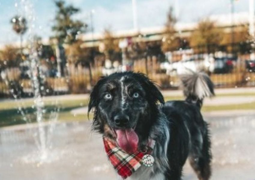 best dog parks in tampa bay - julian b. lane riverfront park