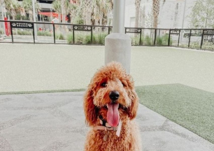 best dog parks in tampa bay - Madison Street Dog Park
