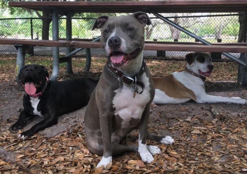 best dog parks in tampa bay - Rowlett Dog Park