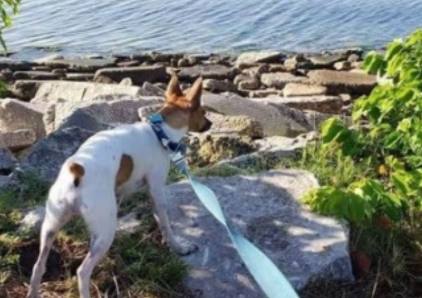 best dog parks in tampa bay - Davis Island Dog Park