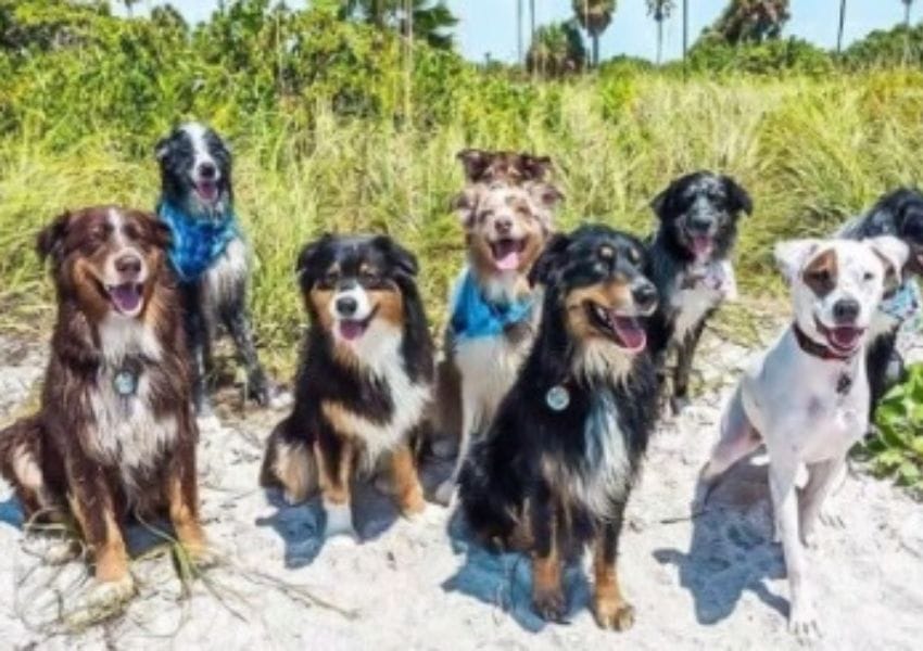 best dog parks in tampa bay - Fort De Soto Paw Playground and Beach