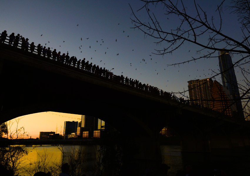 free things to do in Austin - watch the bats from the south congress bridge