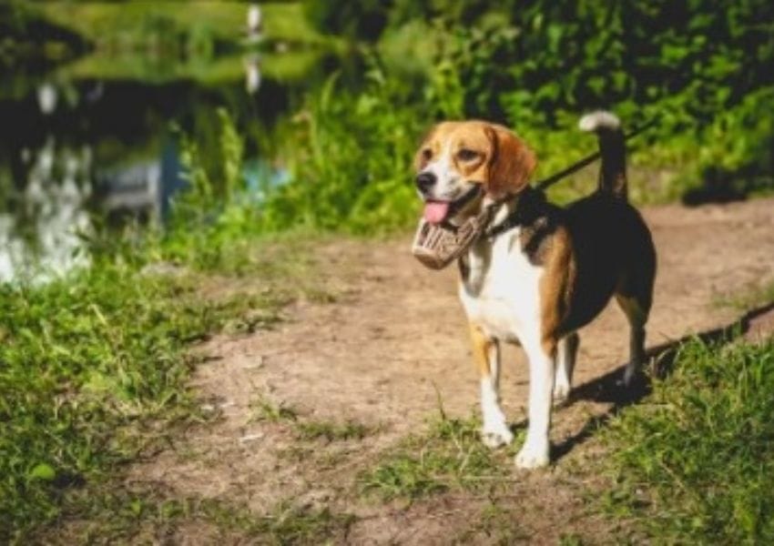 best dog parks in tampa bay - Washington Street Park