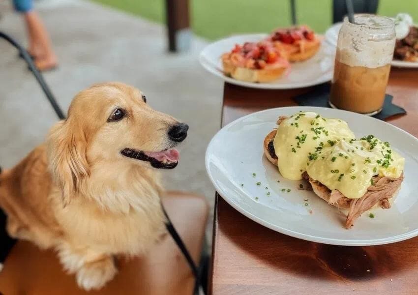 10+ Fun DogFriendly Restaurants in Jacksonville UNATION