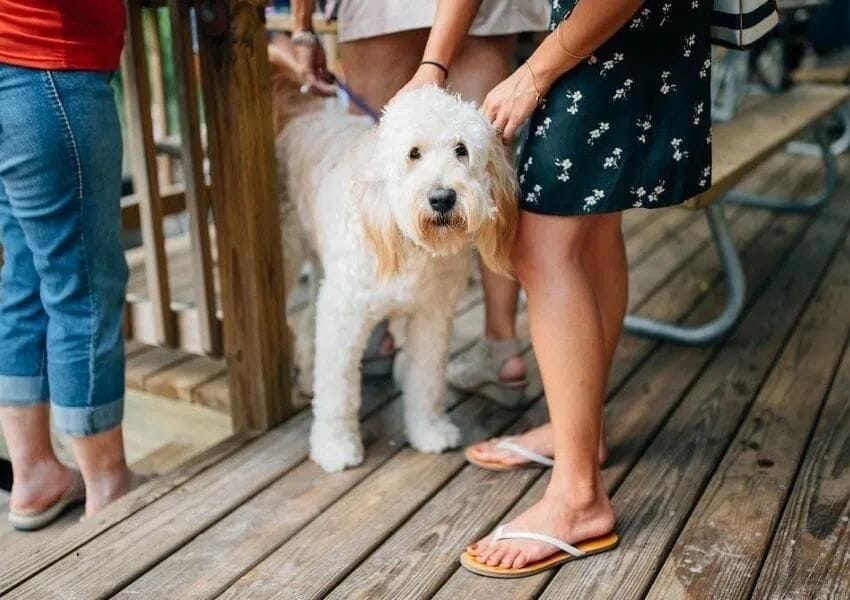 10+ Fun DogFriendly Restaurants in Jacksonville UNATION