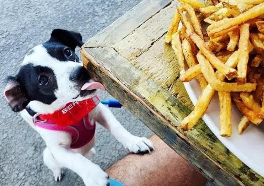 10+ Fun DogFriendly Restaurants in Jacksonville UNATION