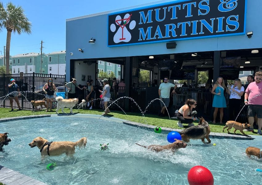 10+ Dog Friendly Restaurants Tampa Bay UNATION