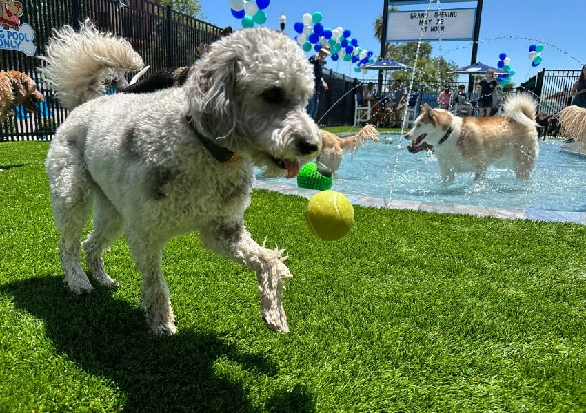 10+ Dog Friendly Restaurants Tampa Bay UNATION