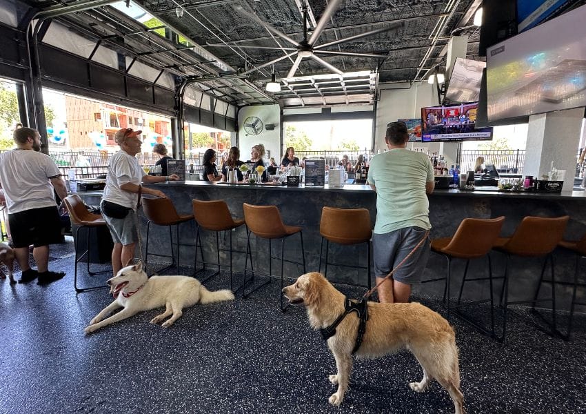 Top places to bring your dog in Tampa Bay, from breweries to