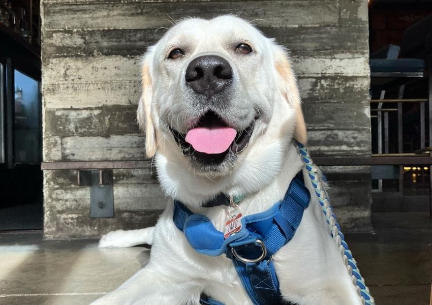 6 Dog Friendly Food Places & Bars in Ybor City UNATION