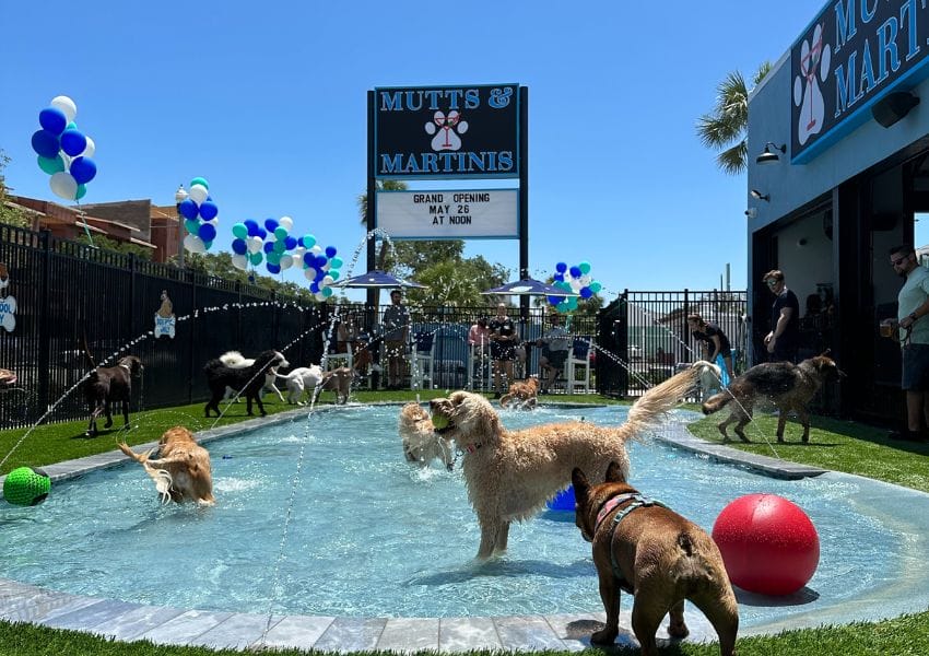 7 Dog-Friendly Activities in San Antonio That Will Make Tails Wag
