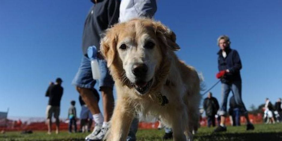 Bark In The Park 2024 UNATION   12ab79da8f399ebede67e2807b36567a 1704830712 