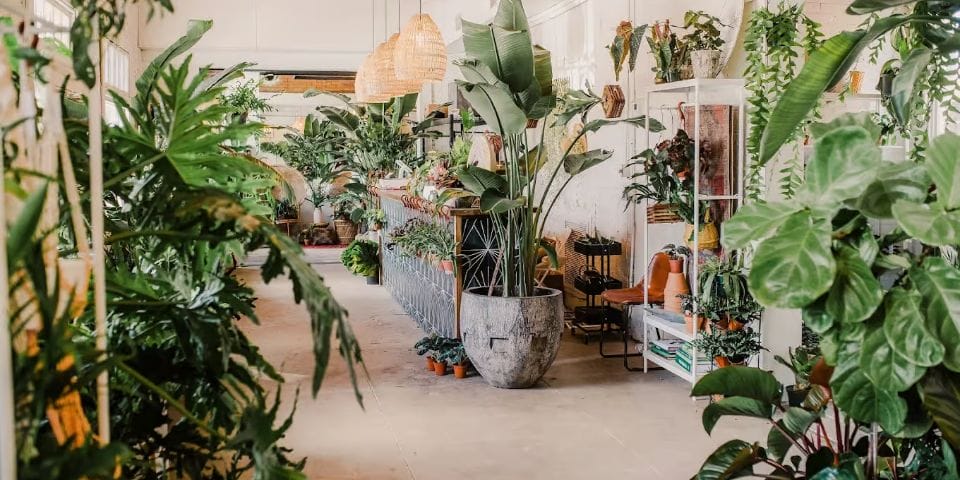 12+ Cute Plant & Flower Shops In Tampa Florida 