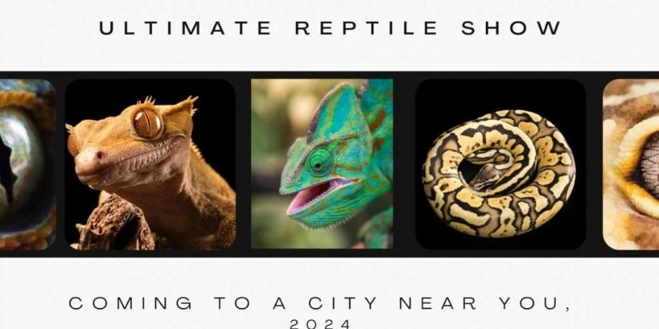 Reptile city near fashion me