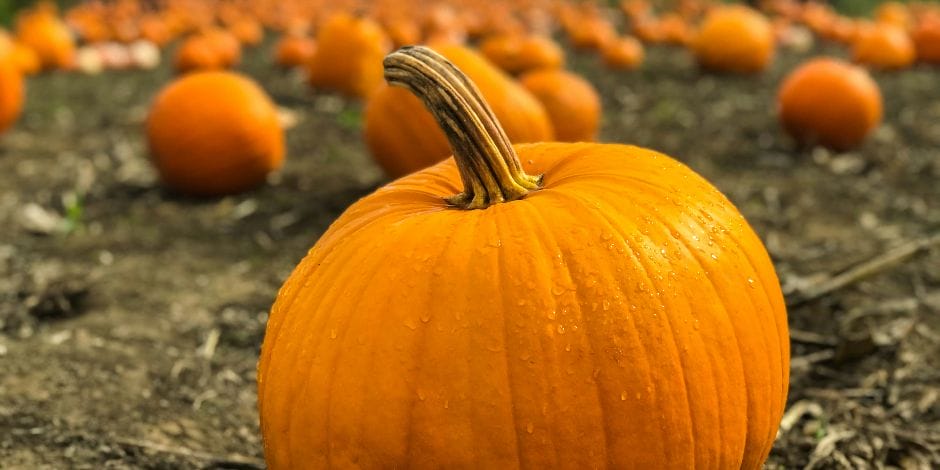 Mandarin Market and Fall Festival