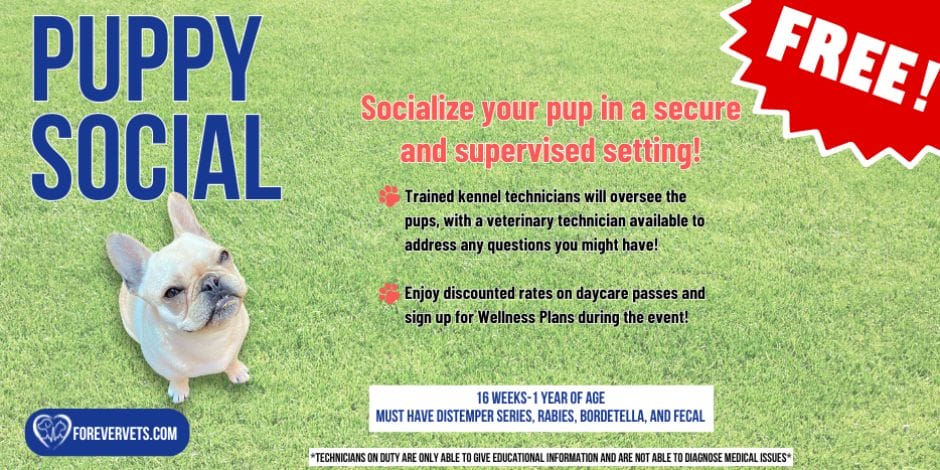 FREE Puppy Social!