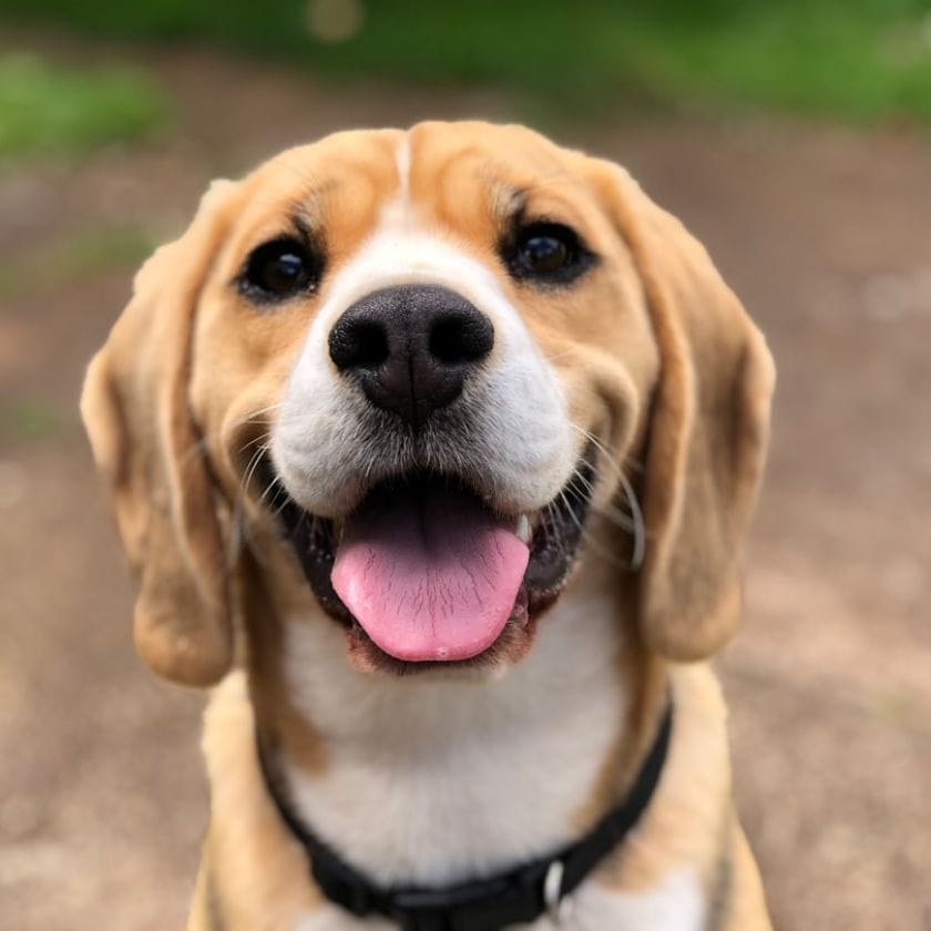 Pet Alliance of Greater Orlando